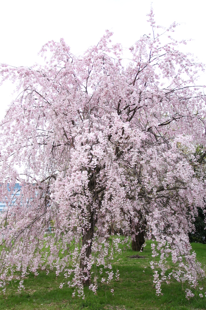 枝垂桜