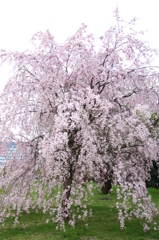 枝垂桜