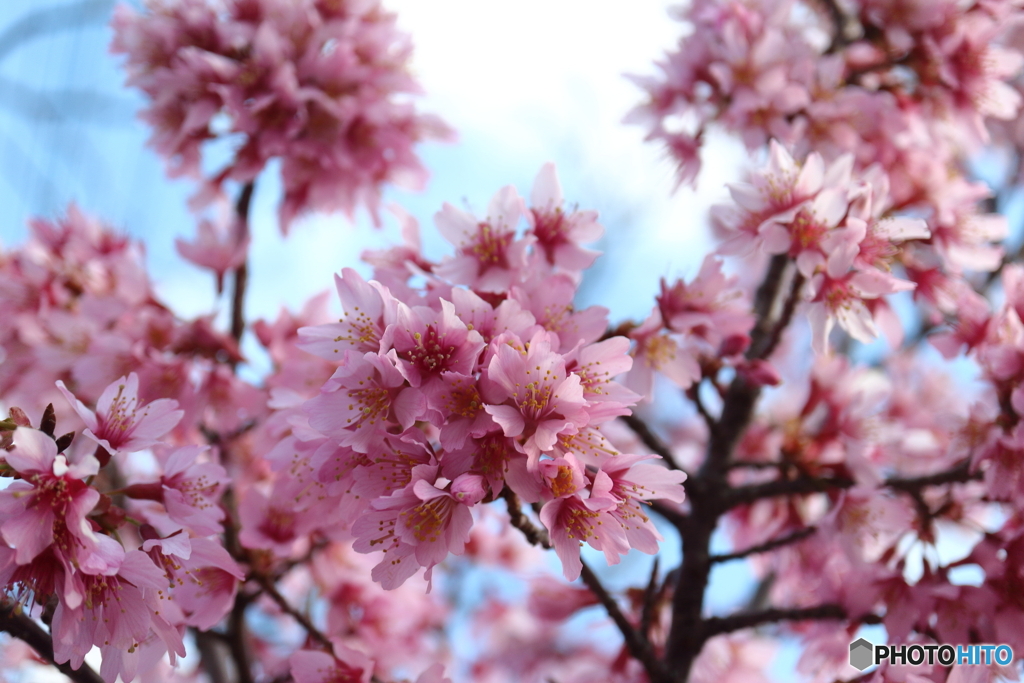 街に咲く花