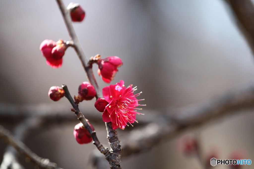 梅の花