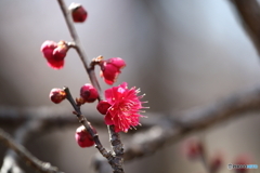 梅の花