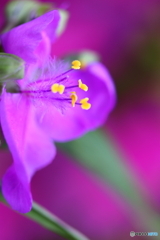 街に咲く花