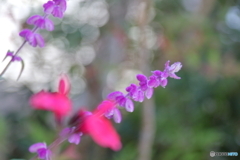 街に咲く花