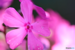 街に咲く花