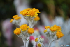 街に咲く花