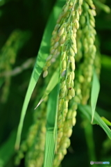 稲穂