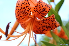街に咲く花