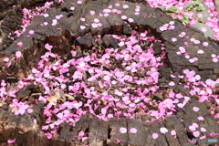 街に咲く花