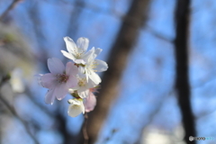 街に咲く花