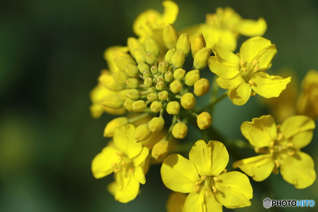 菜の花畑