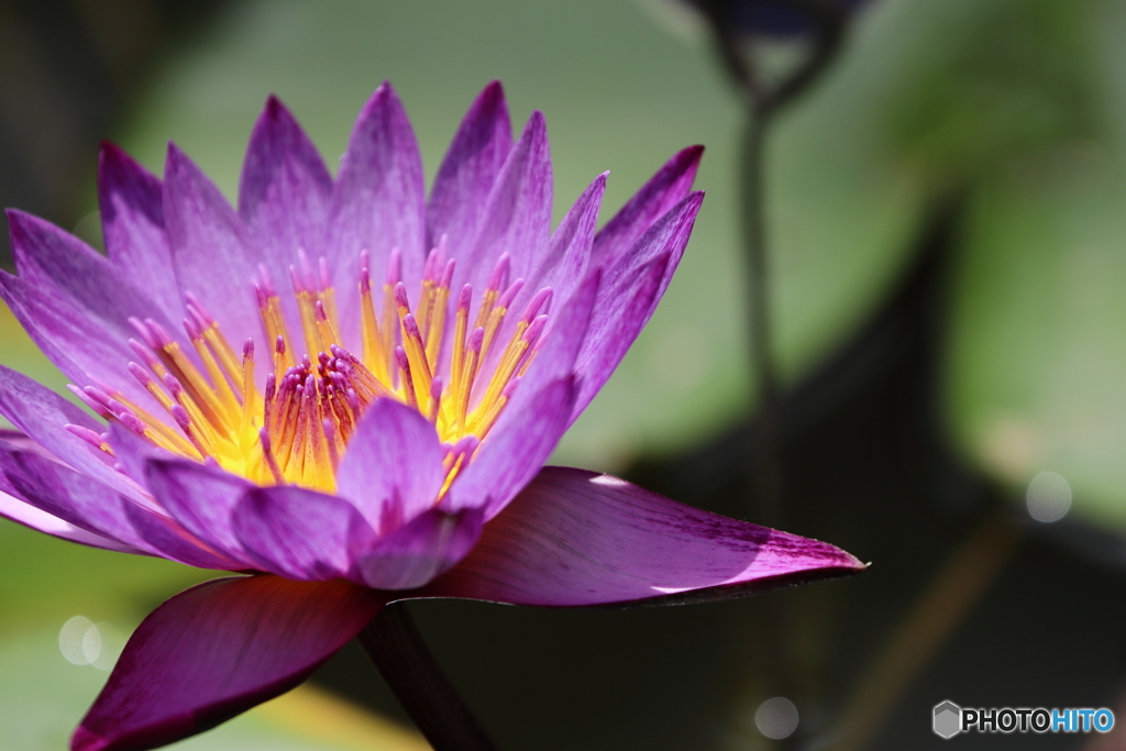 神代植物公園