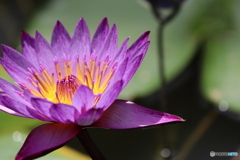 神代植物公園