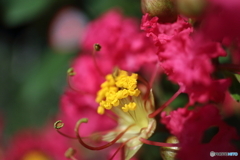 街に咲く花