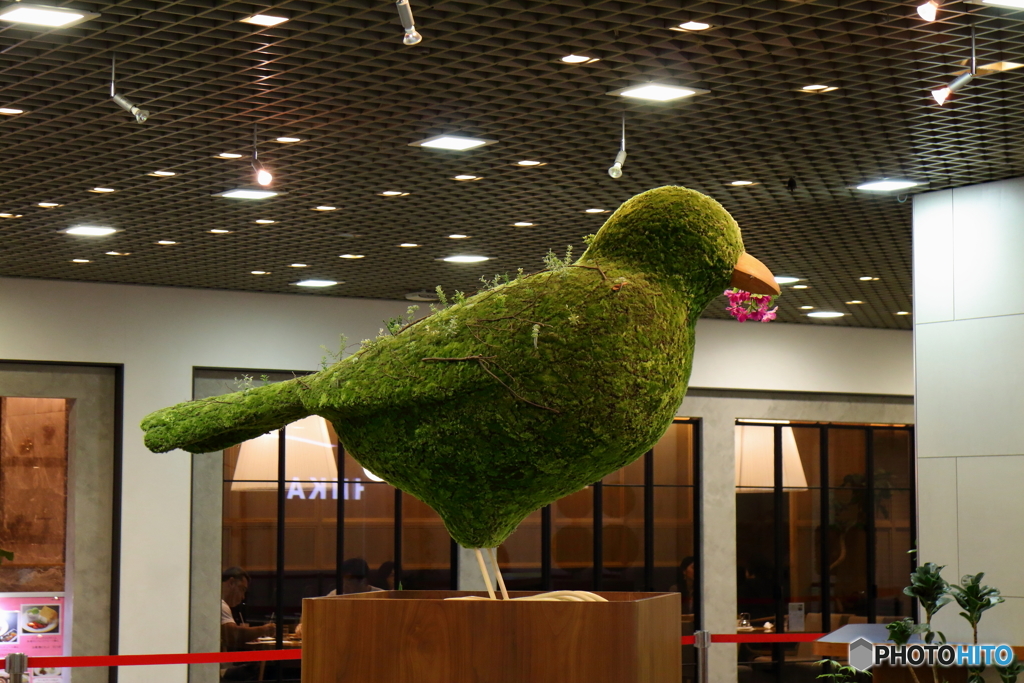 苔鳥(^^)