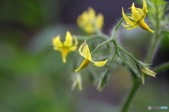 とまとの花