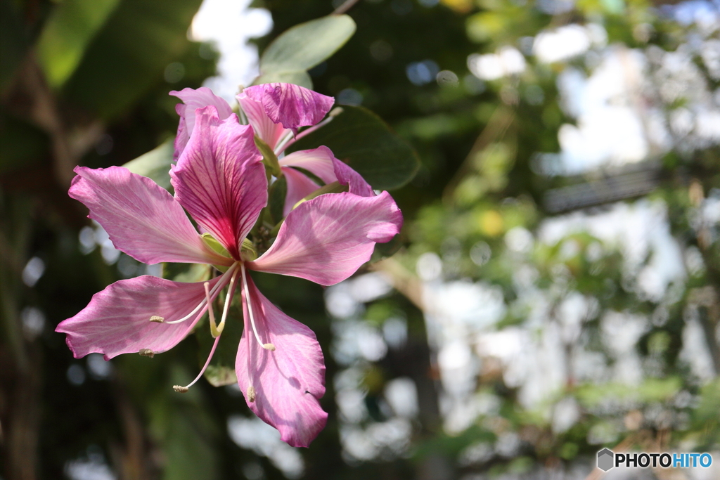 公園に咲く花
