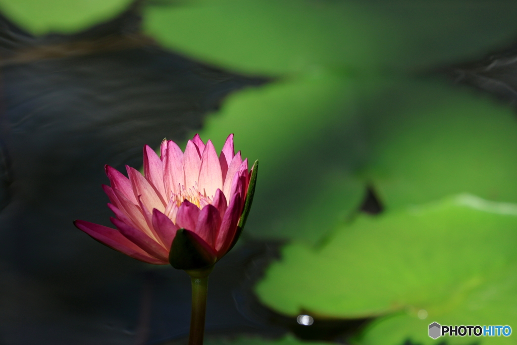 神代植物公園