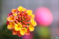 街に咲く花