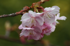 デイズニーシーの桜の花
