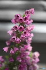 街に咲く花