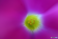 街に咲く花