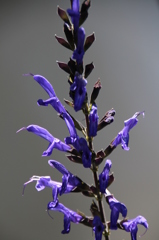 お花