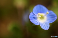 街に咲く花