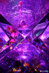 アートアクアリウム 
