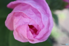 街に咲く花
