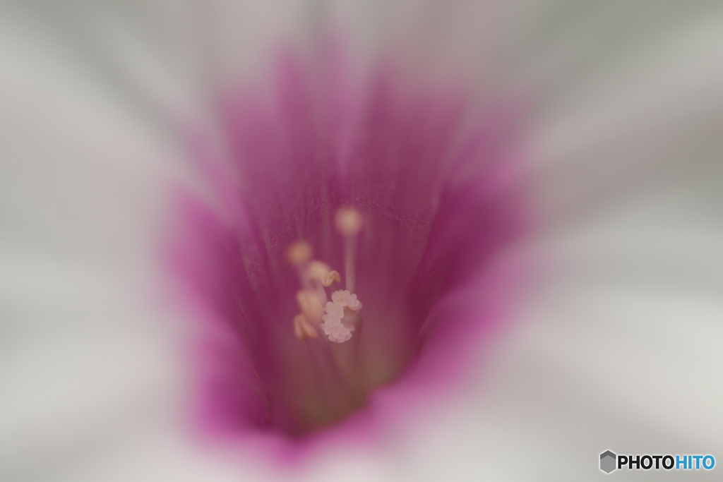 街に咲く花