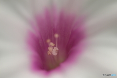 街に咲く花
