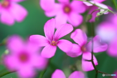 街に咲く花