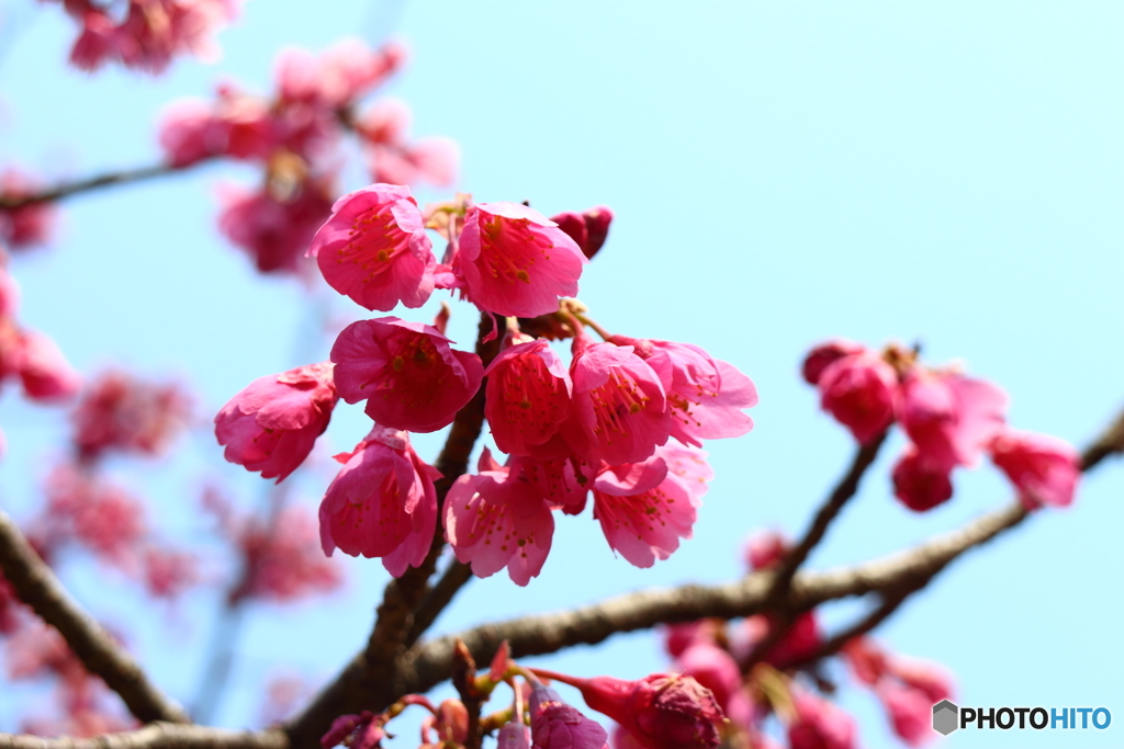 寒緋桜
