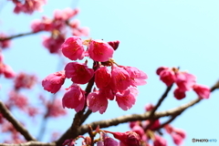 寒緋桜