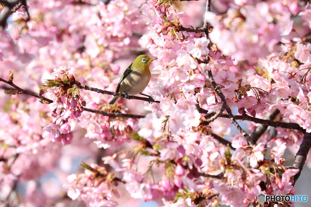 桜