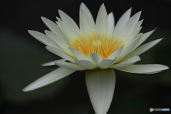 神代植物公園