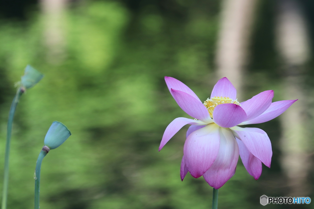 街に咲く花