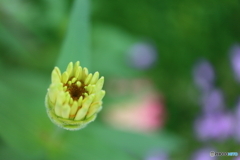街に咲く花