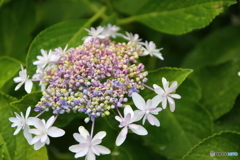 街に咲く花