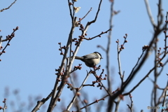 野鳥