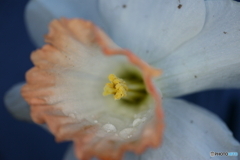 街に咲く花