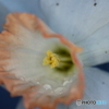 街に咲く花