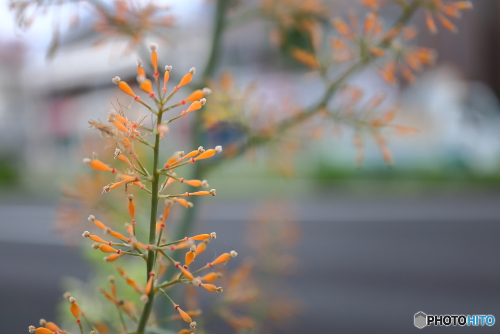 街に咲く花