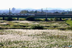 多摩川