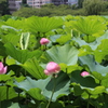 蓮