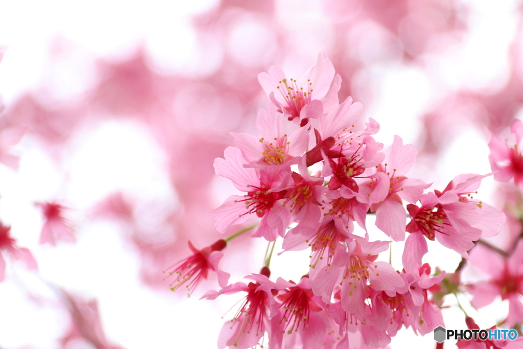 街に咲く花
