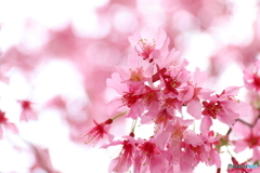 街に咲く花