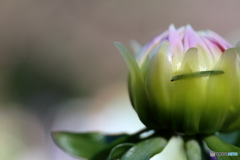 神代植物公園