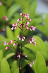 お花
