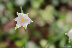 街に咲く花